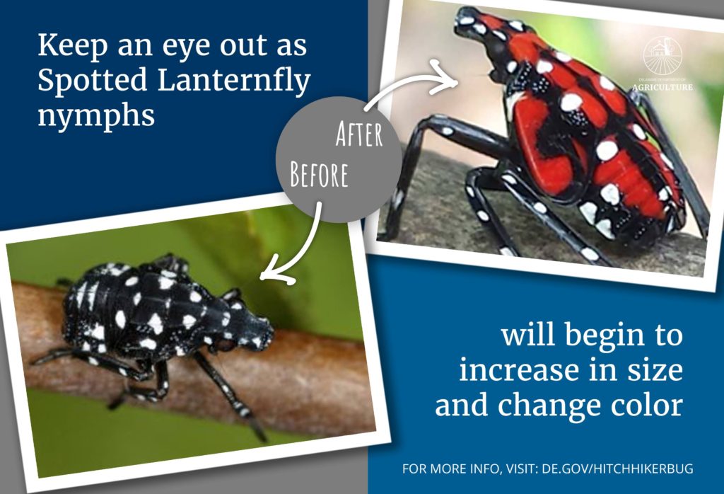 Spotted-Lanternfly-Nymph-Changes-1024x698.jpg